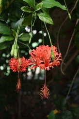 Japanese Lantern, Fringed Rose Mallow, Coral Hibiscus, Hibiscus schizopetalus, Hibiscus schizopetalus